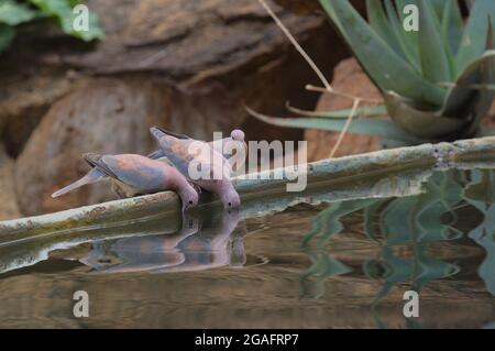 Eine Gruppe von drei wilden, lachenden Tauben, die am Pool sitzen, Wasser trinken und ihre Reflektion betrachten, Kenia Stockfoto