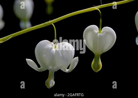 Makroaufnahme eines isolierten Dicentra spectabolis. Dunkler Hintergrund hebt die hängenden weißen herzförmigen Blüten, sehr hohe Detaillierung. Stockfoto