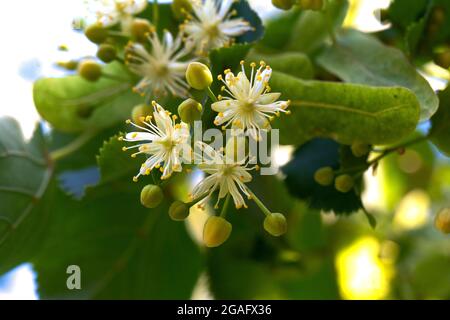 Linden, Linde blühen im Sommer mit grünen Blättern auf einem Baum Stockfoto