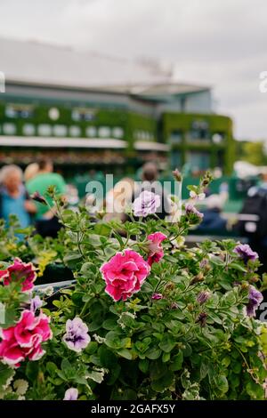 Blumen mit Blick auf den Court 8 während der WM 2021 in Wimbledon mit Blick auf den Center Court Stockfoto