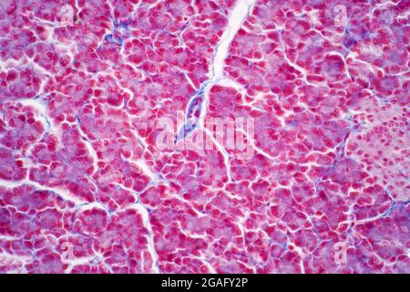 Hepatozytenzellen, leichte Mikrographie Stockfoto