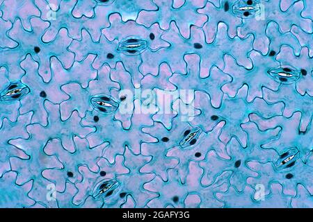 Blattepidermis, leichte Mikrograph Stockfoto
