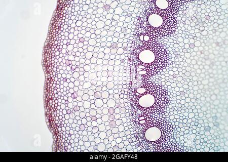 Wurzelgefäßgewebe, leichte Mikrograph Stockfoto