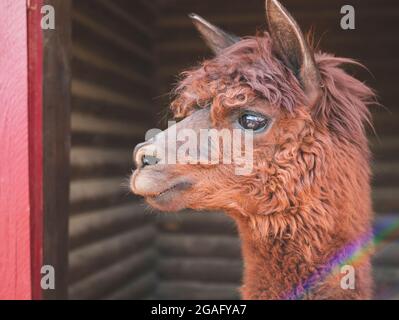 Niedlicher brauner Alpaka mit großen ausdrucksstarken Augen und zotteligem Fell. Alpaca's Gesicht Stockfoto