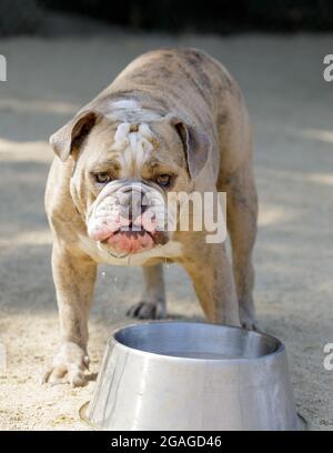Gestrolter weißer und roter Rüde englischer Bulldog mit Trinkwasser. Hundepark an der Leine in Nordkalifornien. Stockfoto