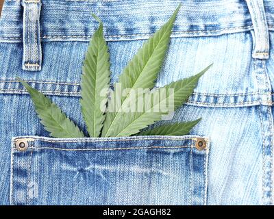 Industrielles Hanfblatt auf Jeans-Stoff Stockfoto