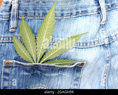 Industrielles Hanfblatt auf Jeans-Stoff Stockfoto