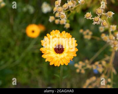 Nahaufnahme einer gelben Calendula-Blüte, die im Sommer blüht Stockfoto