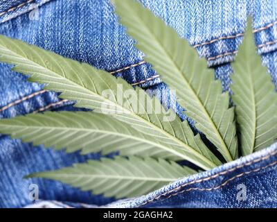 Industrielles Hanfblatt auf Jeans-Stoff Stockfoto