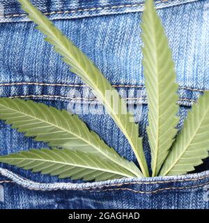 Industrielles Hanfblatt auf Jeans-Stoff Stockfoto