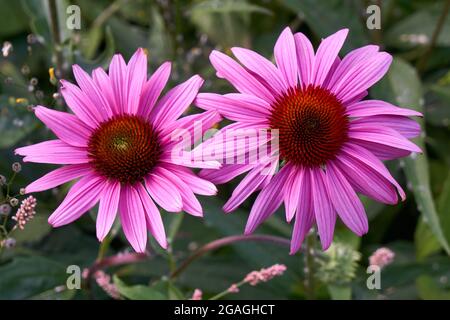 Nahaufnahme eines Paares Nahaufnahme von lila Echinacea-Blüten oder lila Kegelblumen, die im Sommer blühen Stockfoto