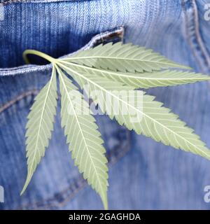 Industrielles Hanfblatt auf Jeans-Stoff Stockfoto