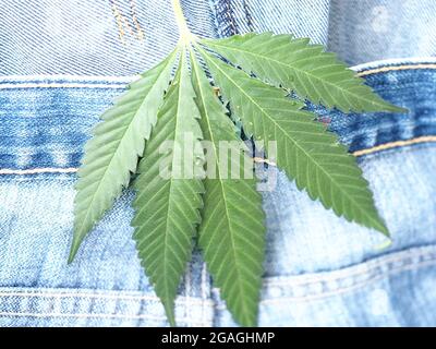 Industrielles Hanfblatt auf Jeans-Stoff Stockfoto