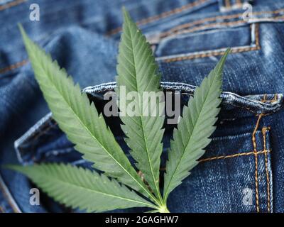 Industrielles Hanfblatt auf Jeans-Stoff Stockfoto
