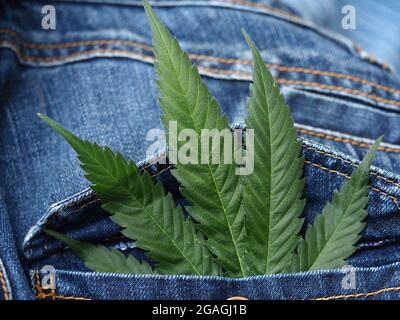 Industrielles Hanfblatt auf Jeans-Stoff Stockfoto