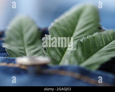 Industrielles Hanfblatt auf Jeans-Stoff Stockfoto