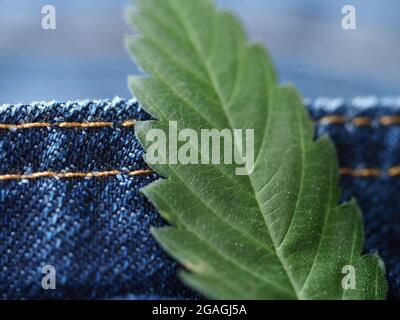 Industrielles Hanfblatt auf Jeans-Stoff Stockfoto