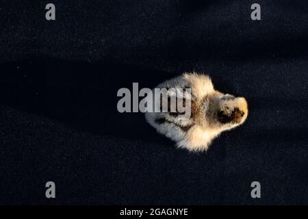 Baby Mini Cochin Küken auf dunkelblauem Tuch Hintergrund im Studio Licht. Stockfoto