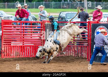 Ein Cowboy reitet auf einem wütenden Stier bei einem Stierreiten auf dem Noble County Fairgrounds in Kendallville, Indiana, USA. Stockfoto