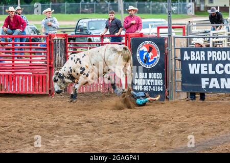 Ein wütender Bulle hat einen Cowboy während eines Rodeo-Bullenreitwettbewerbs auf dem Noble County Fairgrounds in Kendallville, Indiana, USA, geworfen. Stockfoto