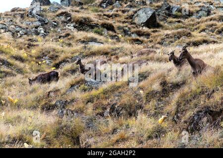 Herde von Himalaya-Tahr, entdeckt Weiden auf Hügelhängen über Namche Bazaar Stadt, Sagarmatha Nationalpark, Ost-Nepal Stockfoto