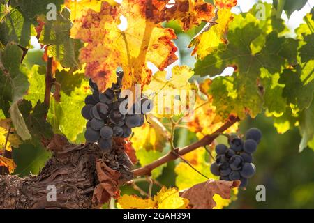 Nahaufnahme von Trauben reifer Weintrauben in bunten Herbstblättern. Selektiver Fokus. Israel Stockfoto