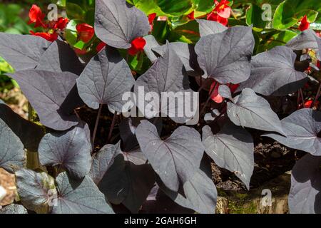 Die Süßkartoffel oder Süßkartoffel (Ipomoea batatas) dunkel Blätter im Garten. Schwarzes Laub von Morning Glory. Stockfoto