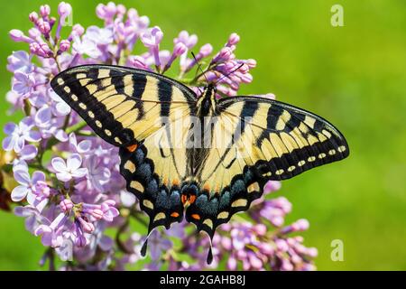 Eastern Tiger Swallowtail - Papilio glaucus, ein wunderschöner, farbiger Schmetterling aus dem Osten Nordamerikas. Stockfoto