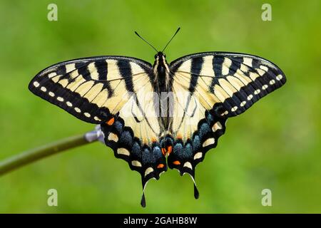 Eastern Tiger Swallowtail - Papilio glaucus, ein wunderschöner, farbiger Schmetterling aus dem Osten Nordamerikas. Stockfoto