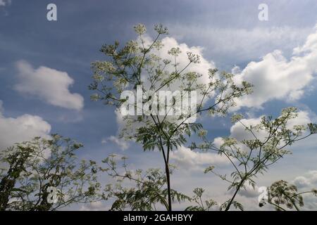 Wiesencurbel vor wolkig blauem Himmel Stockfoto