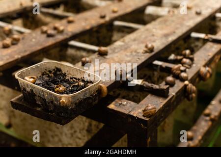 Nahaufnahme der Schneckenzucht. Stockfoto