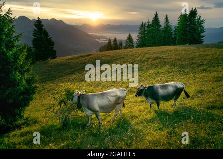 Im Hintergrund der Sonnenaufgang in den Wolken. Zwei Kühe grasen auf der von Tannenbäumen umgebenen Bergwiese. Monte Avena, Pedavena, Belluno, Italien Stockfoto