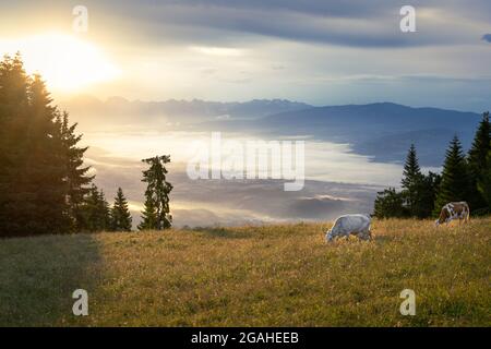 Im Hintergrund der Sonnenaufgang in den Wolken. Zwei Kühe grasen auf der von Tannenbäumen umgebenen Bergwiese. Monte Avena, Pedavena, Belluno, Italien Stockfoto