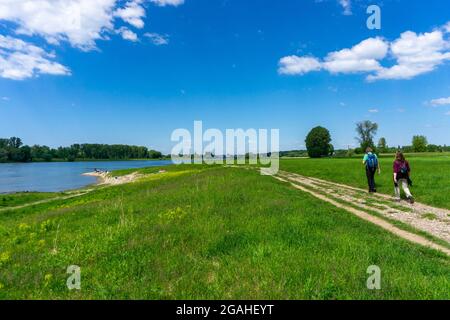 Urdenbachen Kämpe Naturschutzgebiet, Niederrheinische Kulturlandschaft mit Weiden, Obstbäumen und feuchten Wiesen, zwischen dem Rhein und einem Arm der Stockfoto