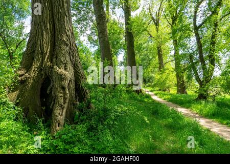 Urdenbachen Kämpe Naturschutzgebiet, Niederrheinische Kulturlandschaft mit Weiden, Obstbäumen und feuchten Wiesen, zwischen dem Rhein und einem Arm der Stockfoto