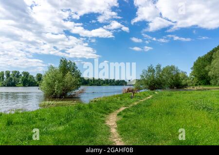 Urdenbachen Kämpe Naturschutzgebiet, Niederrheinische Kulturlandschaft mit Weiden, Obstbäumen und feuchten Wiesen, zwischen dem Rhein und einem Arm der Stockfoto