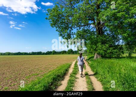 Urdenbachen Kämpe Naturschutzgebiet, Niederrheinische Kulturlandschaft mit Weiden, Obstbäumen und feuchten Wiesen, zwischen dem Rhein und einem Arm der Stockfoto