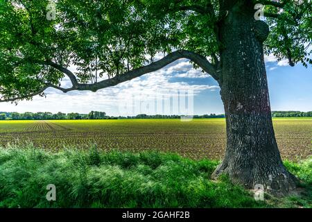 Urdenbachen Kämpe Naturschutzgebiet, Niederrheinische Kulturlandschaft mit Weiden, Obstbäumen und feuchten Wiesen, zwischen dem Rhein und einem Arm der Stockfoto