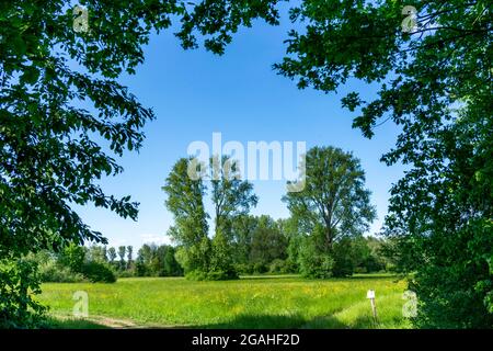 Urdenbachen Kämpe Naturschutzgebiet, Niederrheinische Kulturlandschaft mit Weiden, Obstbäumen und feuchten Wiesen, zwischen dem Rhein und einem Arm der Stockfoto