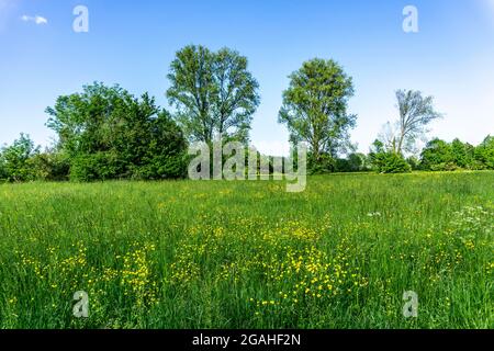 Urdenbachen Kämpe Naturschutzgebiet, Niederrheinische Kulturlandschaft mit Weiden, Obstbäumen und feuchten Wiesen, zwischen dem Rhein und einem Arm der Stockfoto