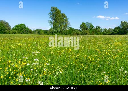 Urdenbachen Kämpe Naturschutzgebiet, Niederrheinische Kulturlandschaft mit Weiden, Obstbäumen und feuchten Wiesen, zwischen dem Rhein und einem Arm der Stockfoto