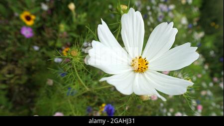 Unschuldiger weißer Kosmos blüht auf einer Blumenwiese. Cosmos bipinnatus, Gartenkosmos oder mexikanischer Aster Stockfoto