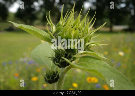 Die Knospen einer Sonnenblume auf einer Blumenwiese. Die anderen Blumen und eine Spur dunkelgrüner Bäume sind im Hintergrund verschwommen. Stockfoto