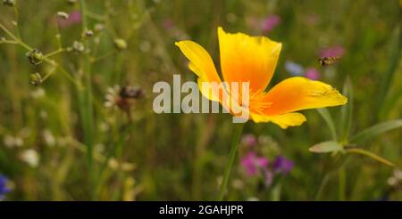 Dieser einzige kalifornische Mohn steht auf einer Blumenwiese in Deutschland. Die Wiese ist Teil eines Programms, um Blumen für Bienen und andere Insekten zu säen. Stockfoto