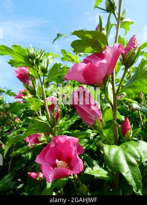 Hibiscus syriacus rosa Riese. Hibiscus syriacus ist eine blühende Pflanze aus der Malvenfamilie Malvaceae Stockfoto