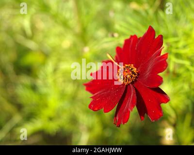 Scharlachrote Kosmosblüte auf hellgrünem Hintergrund. Roter Kosmos bipinnatus, Gartenkosmos oder mexikanischer Aster Stockfoto