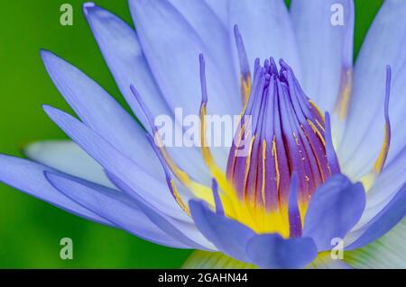 Lila Wasser illy, violette Lotusblume mit gelben Pollen mit grünem Pad Hintergrund Stockfoto