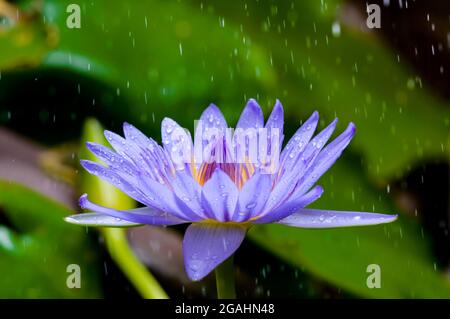 In einer kleinen Pfütze mit verschwommenem grünem Pad im Hintergrund regnet es auf violettem Lotus Stockfoto