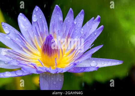 In einer kleinen Pfütze mit verschwommenem grünem Pad im Hintergrund regnet es auf violettem Lotus Stockfoto