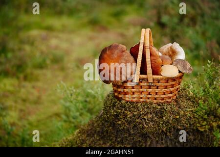 Essbare Pilze im Wald gesammelt Stockfoto